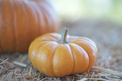 BodyVerde.com Pick a pumpkin for your skin
